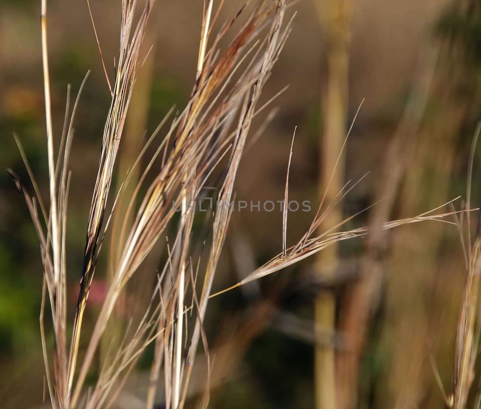 Dry leaves in a garden