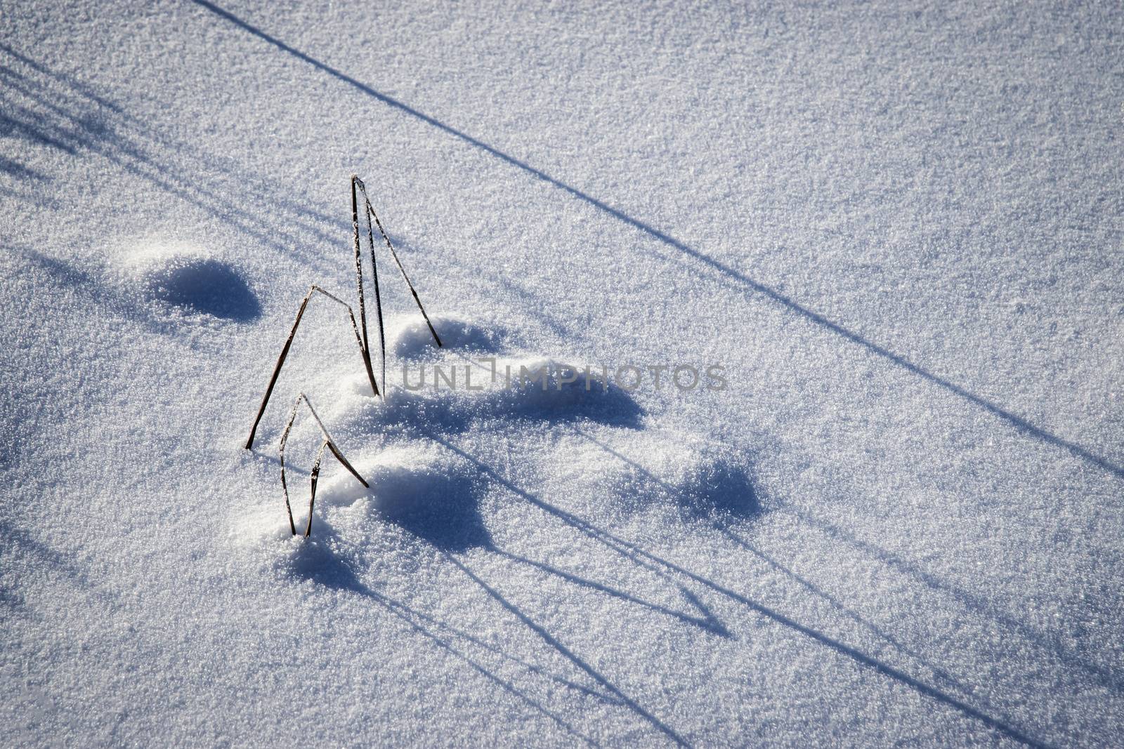 abstract seasonal background shadow in the snow a tussock