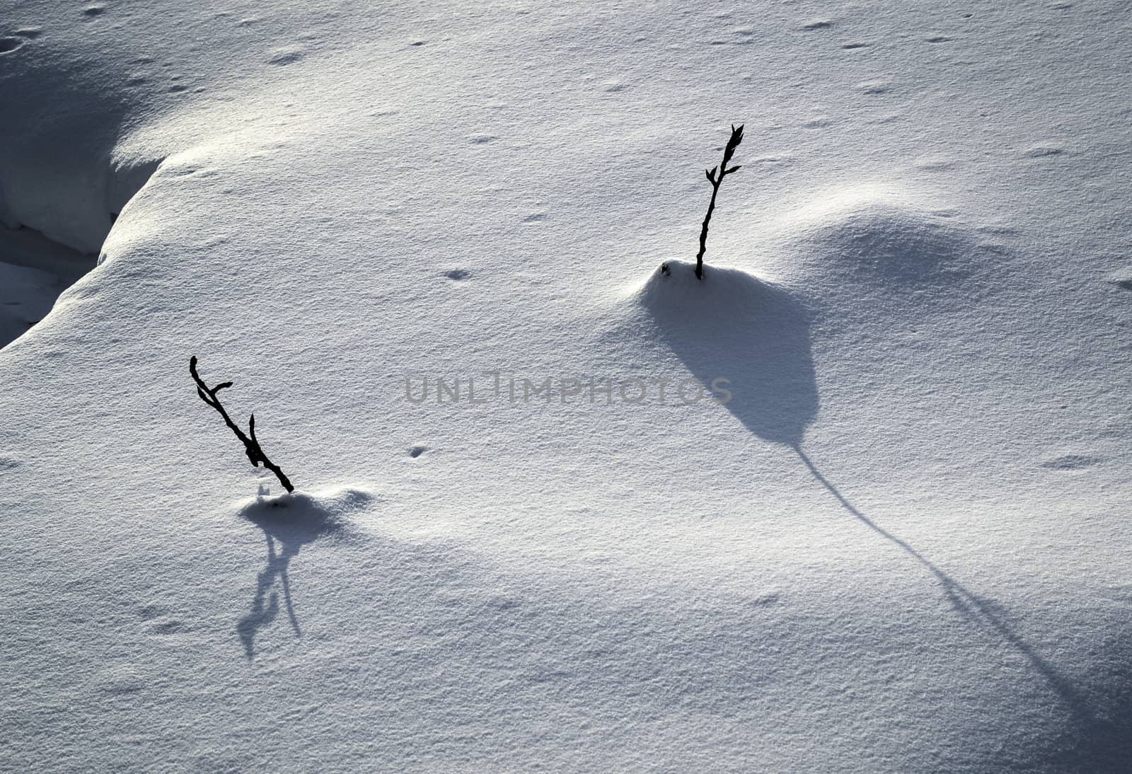 abstract seasonal background twigs sticking out from under the snow