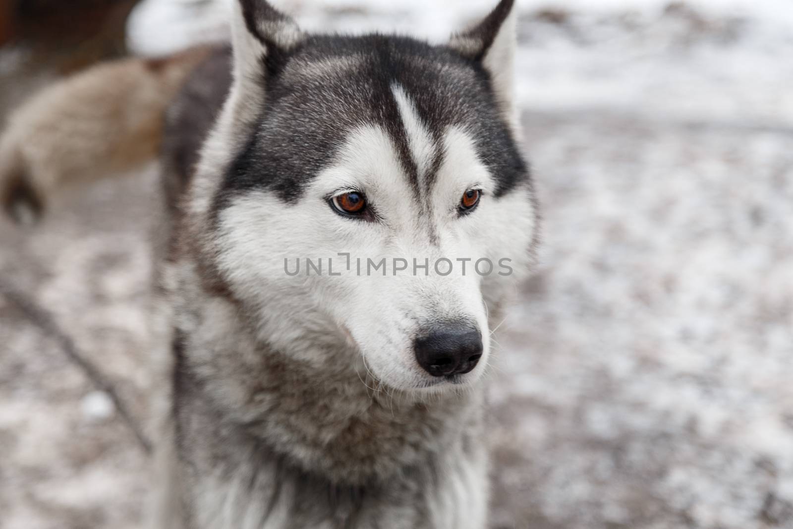 Siberian husky dog outdoors. Portrait of a husky dog . Close-up.