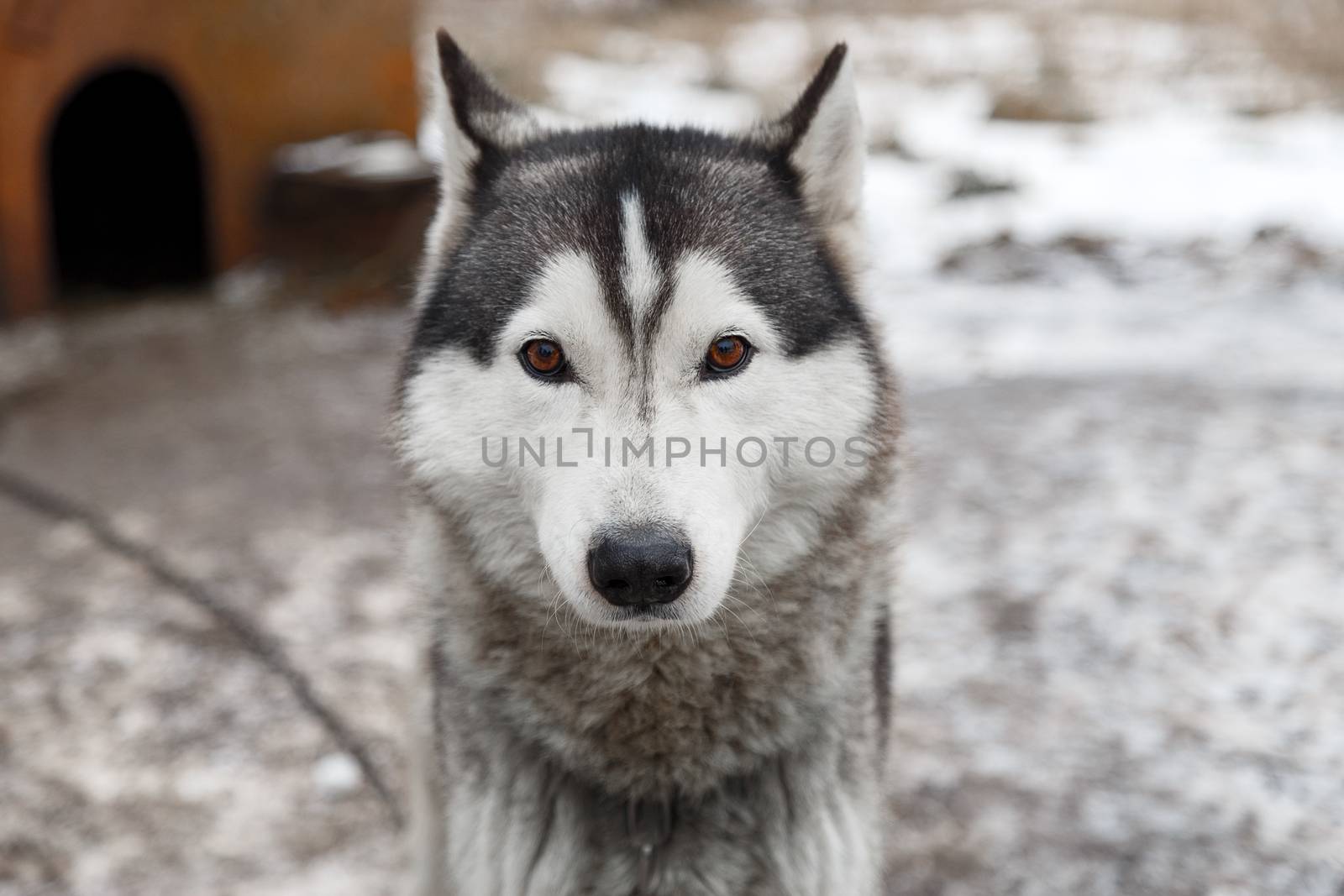 Siberian husky dog outdoors. Portrait of a husky dog . Close-up.