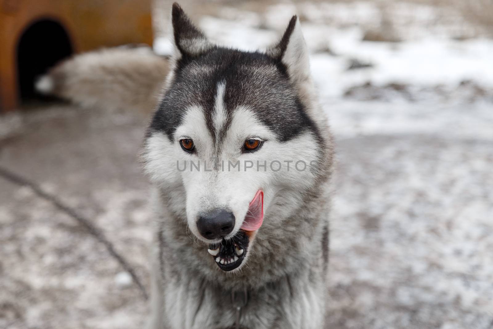 Siberian husky dog outdoors. Portrait of a husky dog . Close-up.