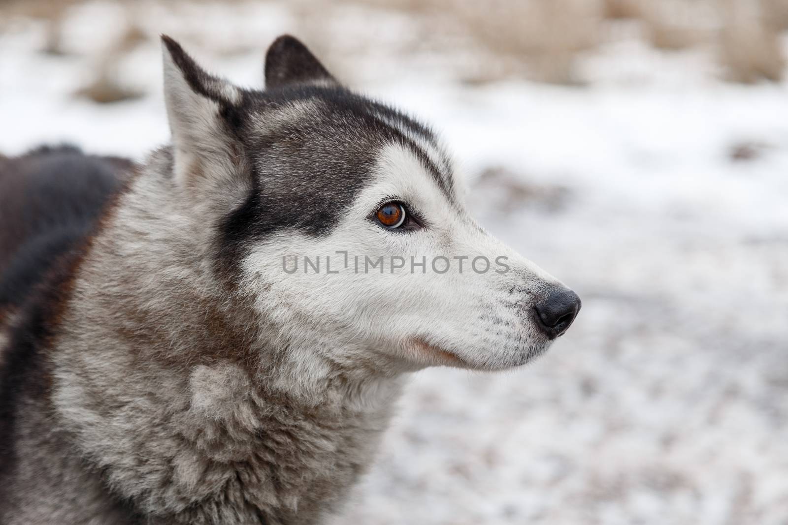 Siberian husky dog outdoors. Portrait of a husky dog . Close-up.