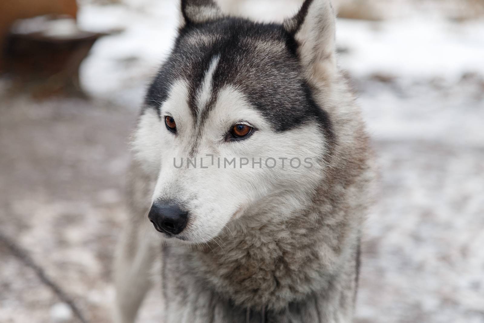 Siberian husky dog outdoors. Portrait of a husky dog . Close-up.