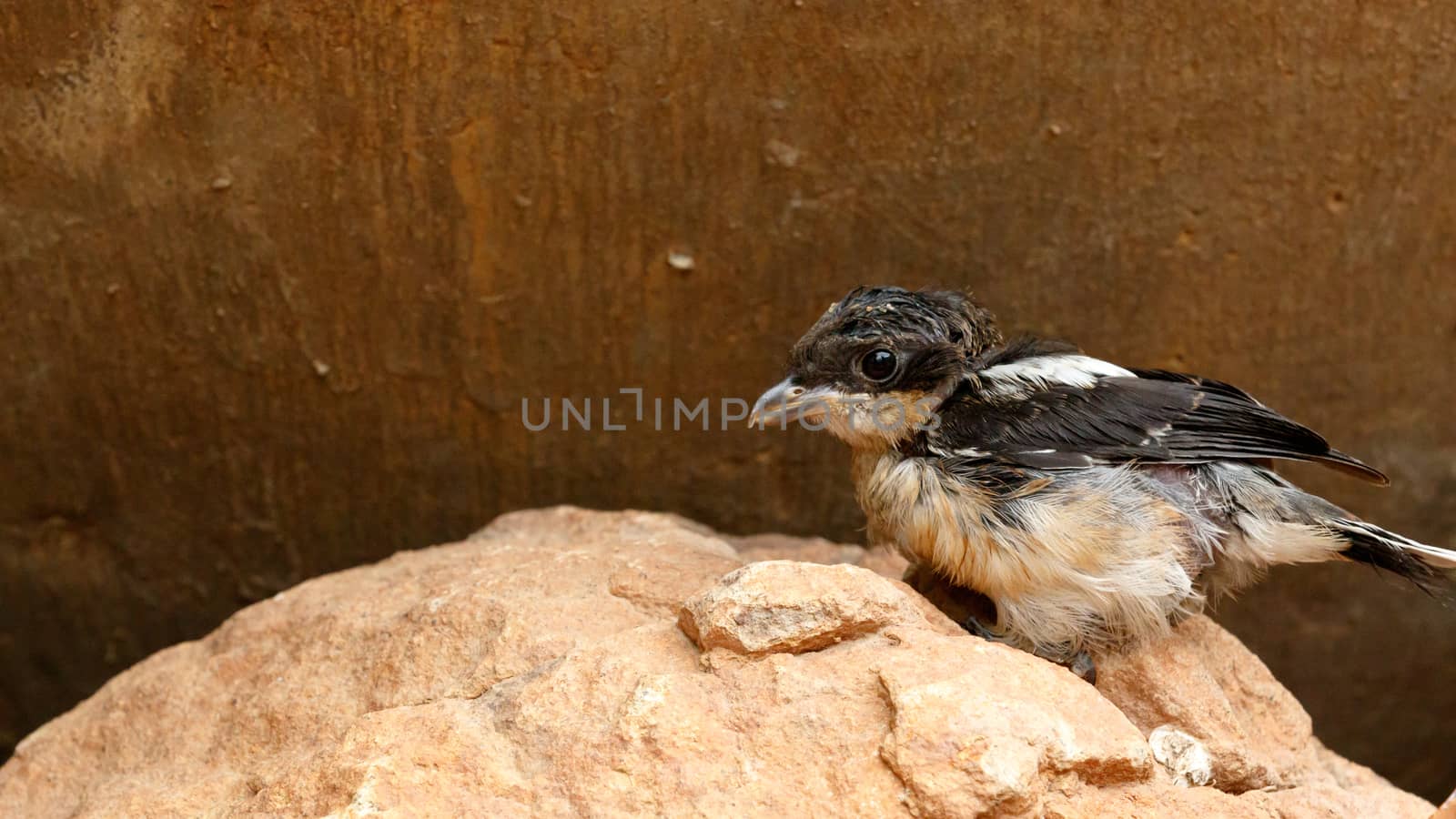 Baby bird standing and resting on a rock.