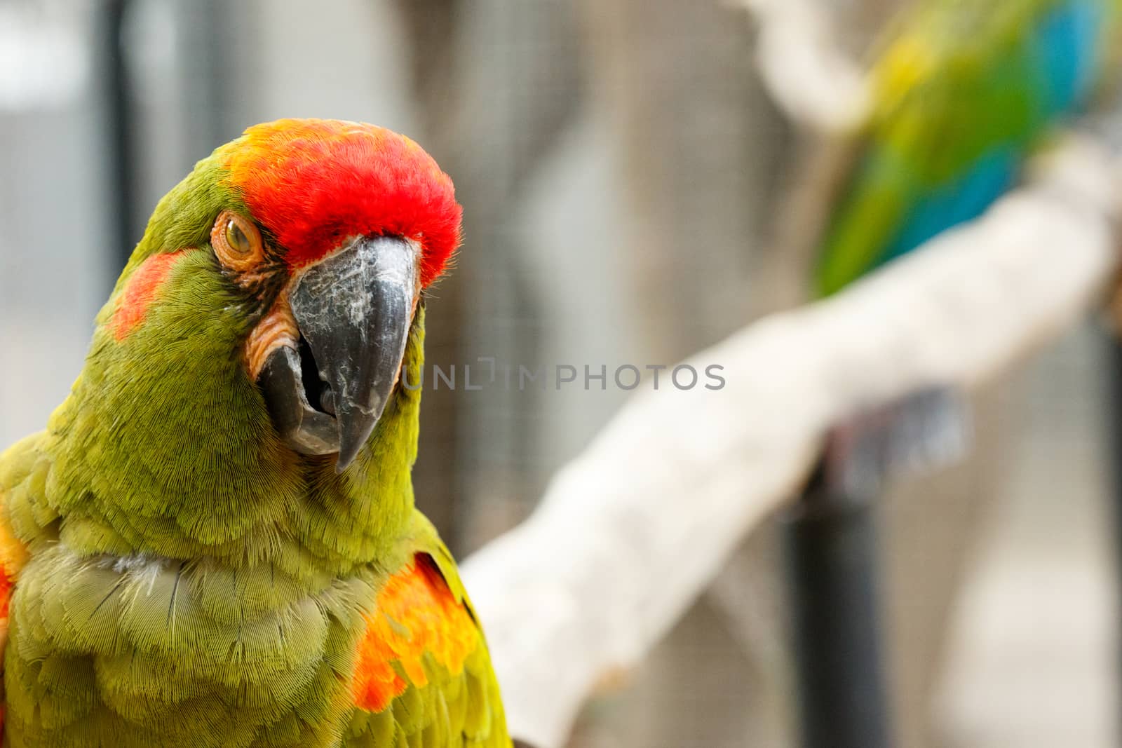 Parrot looking at you with an attitude.