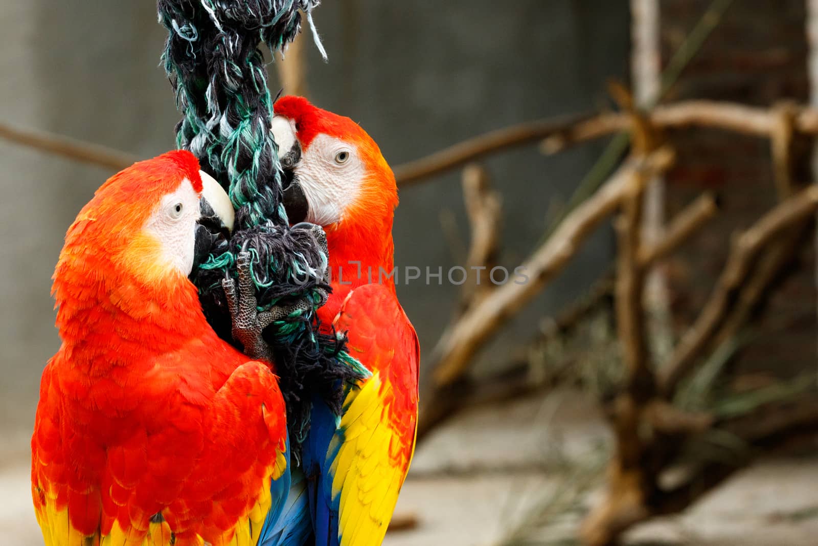 Parrots clinging on a rope by markdescande