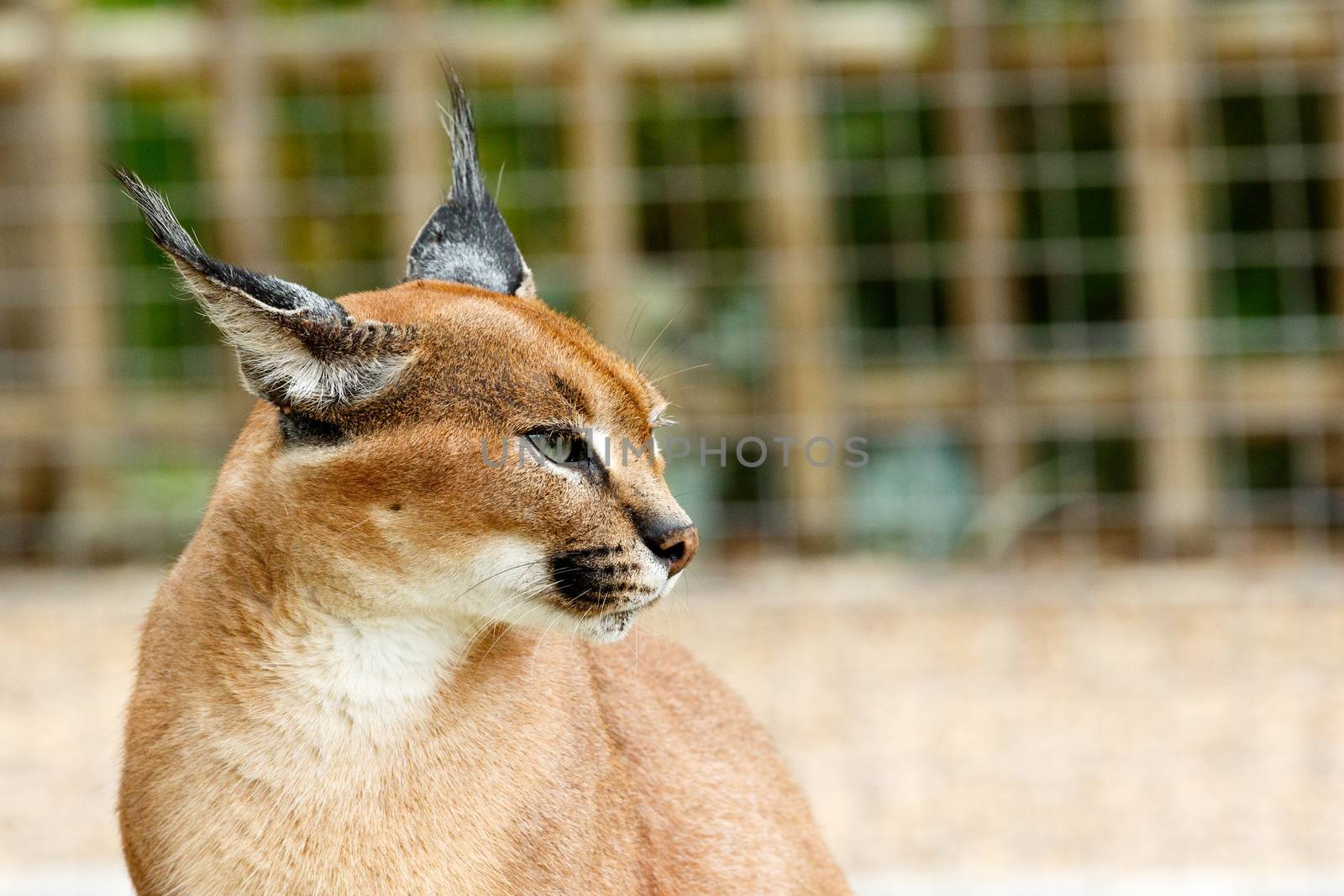 Rooikat caracal wild cat standing and staring in a distance.