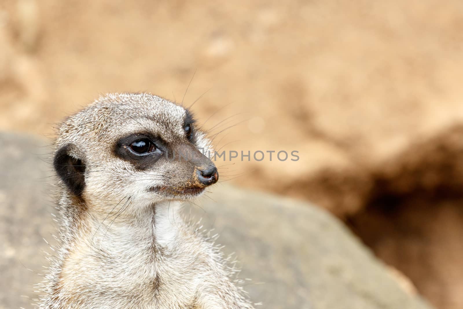 Meerkat standing on a rock and staring in a distance .