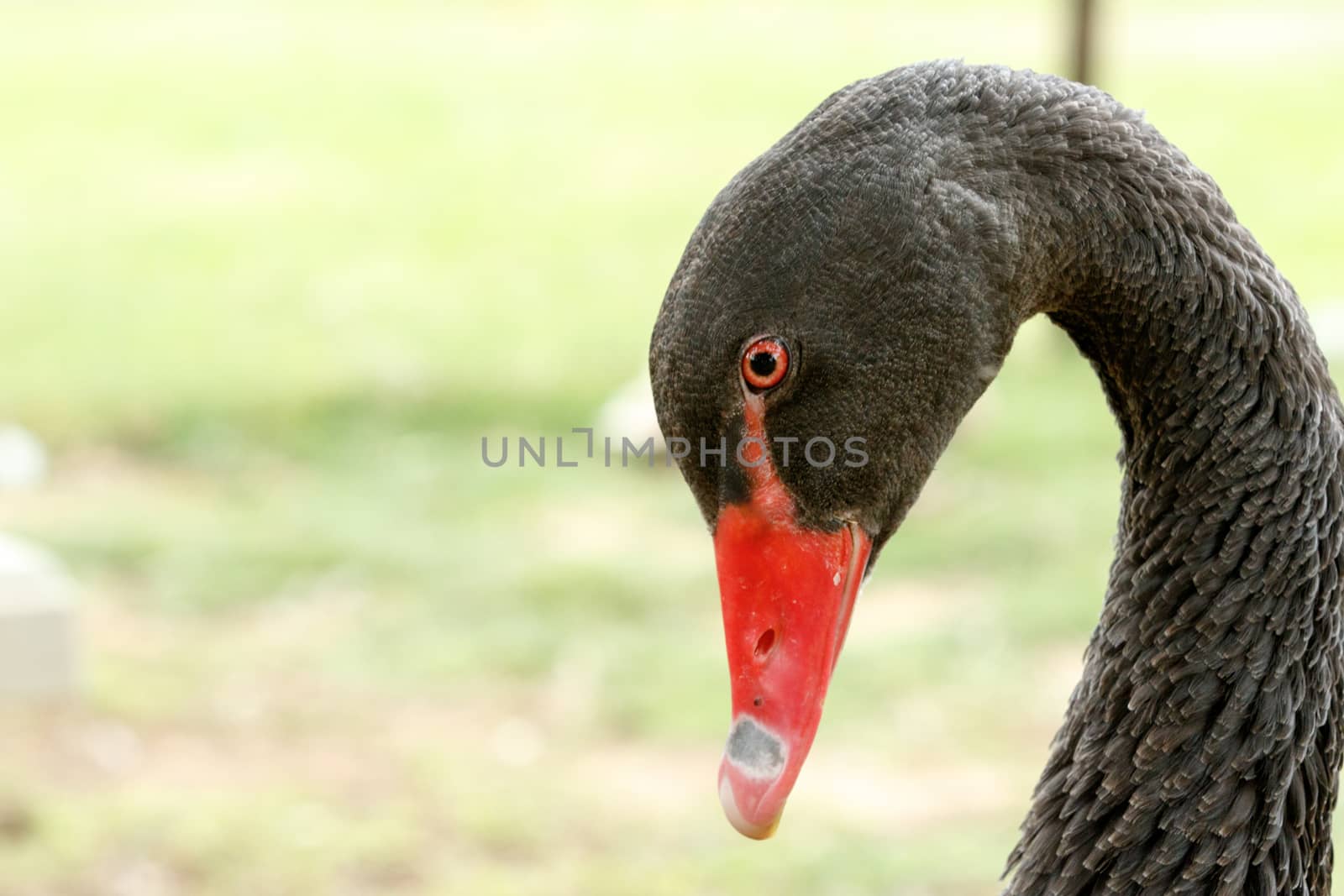Black Swan bowing his head by markdescande