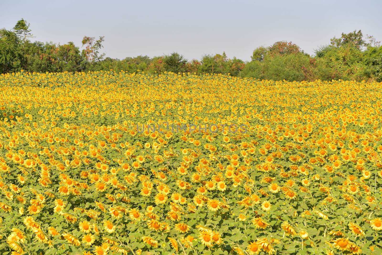Sunflowers bloom in fields. by chatchai