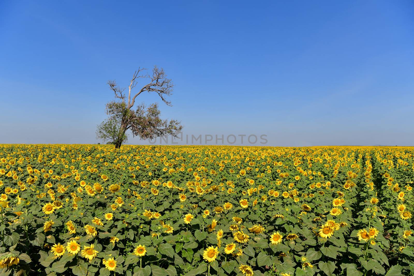 Sunflowers bloom in fields. by chatchai