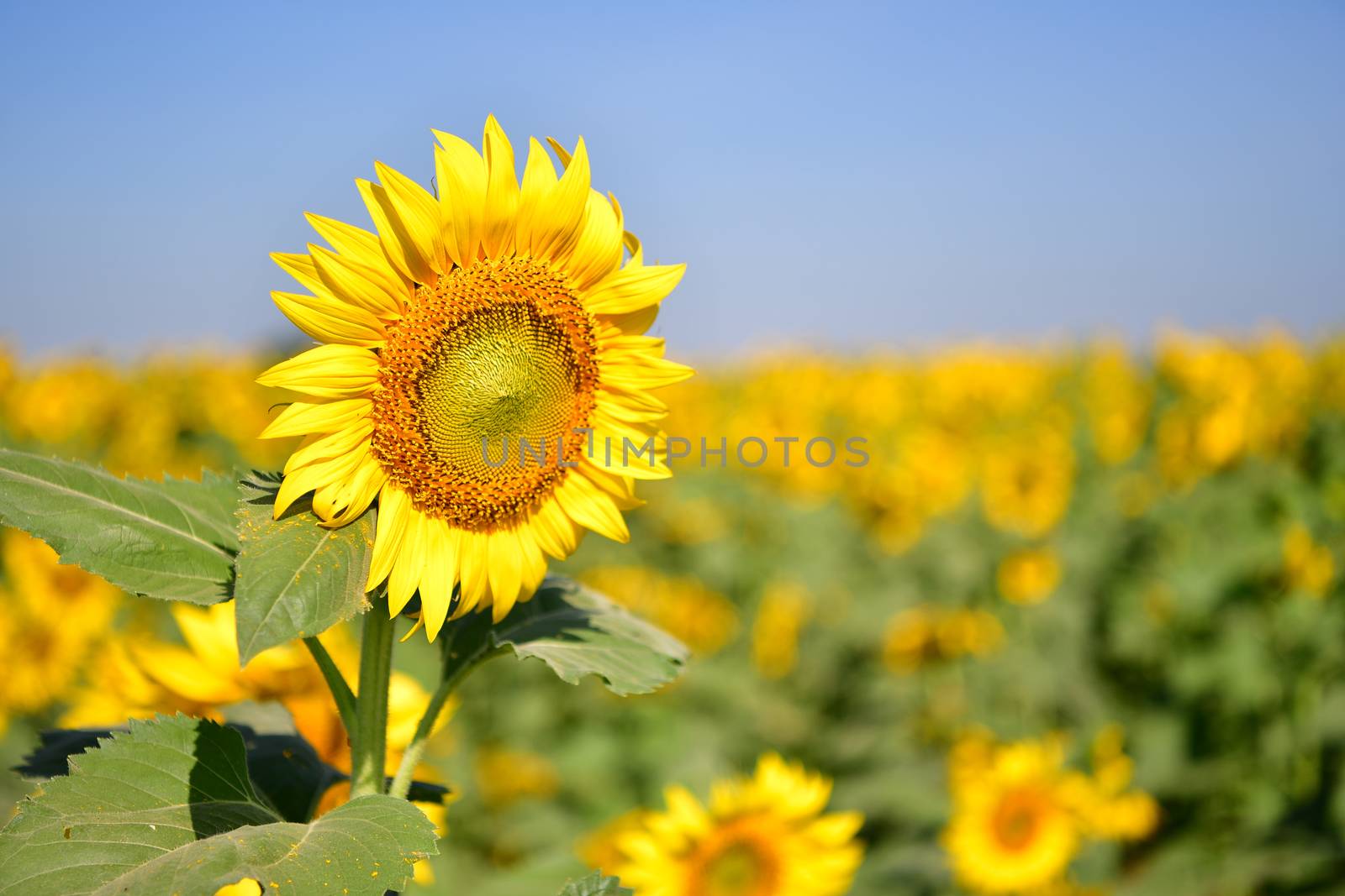 Sunflowers bloom in garden on the autumn. Seed of sunflowers have extracted oil use improve skin health and regeneration.