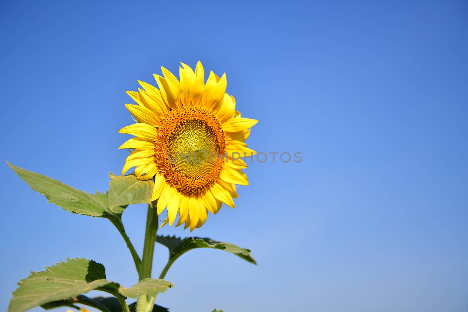 Sunflowers bloom in garden on the autumn. by chatchai