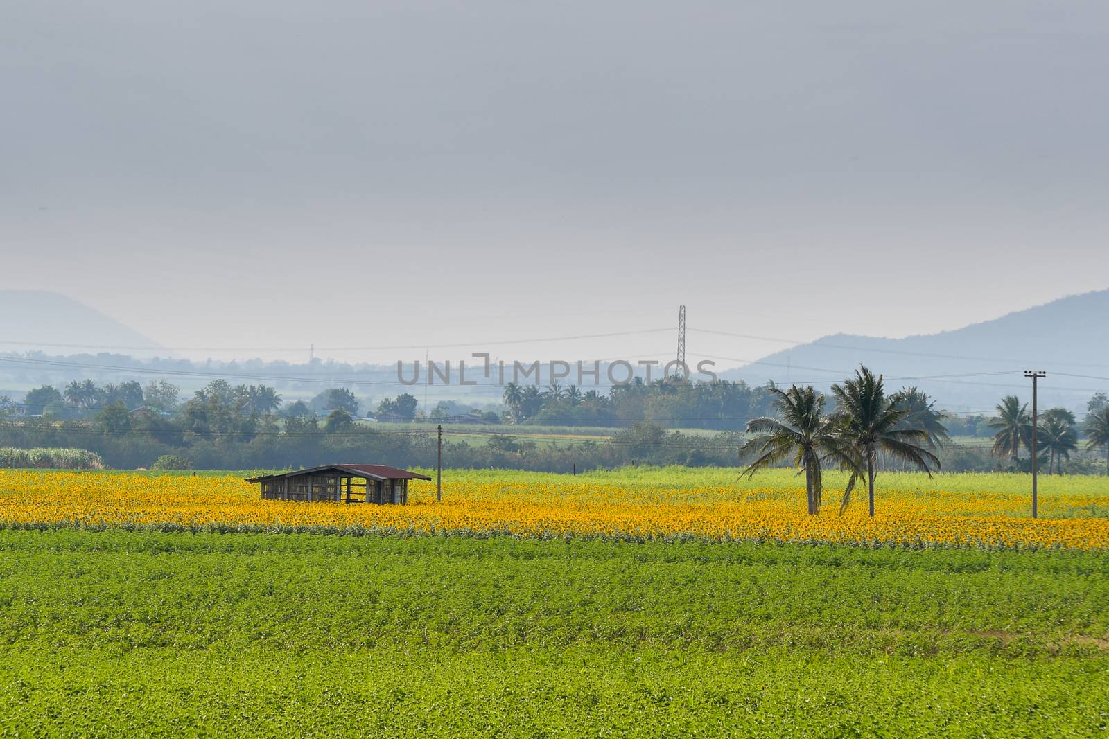 Sunflowers bloom in fields in autumn at Thailand.