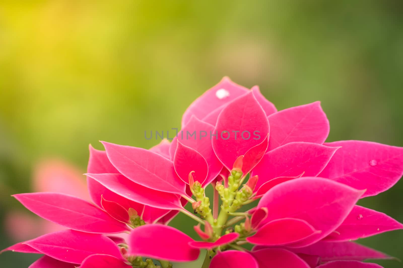 The background image of the colorful flowers by teerawit