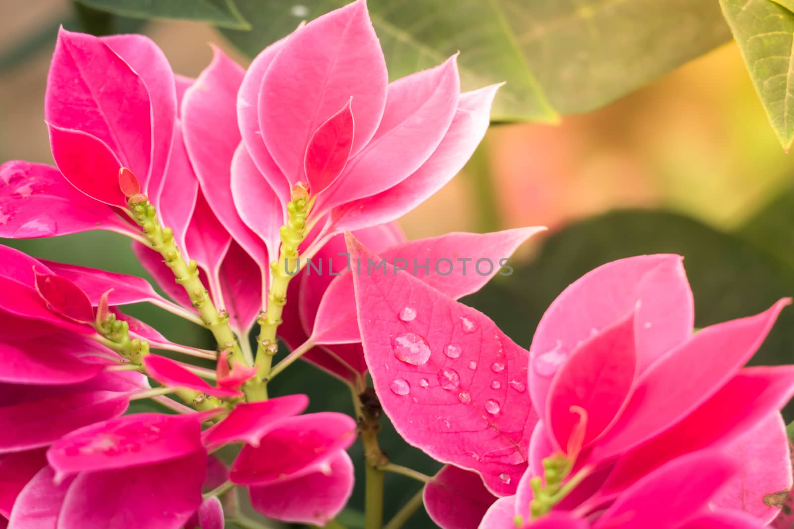 The background image of the colorful flowers by teerawit