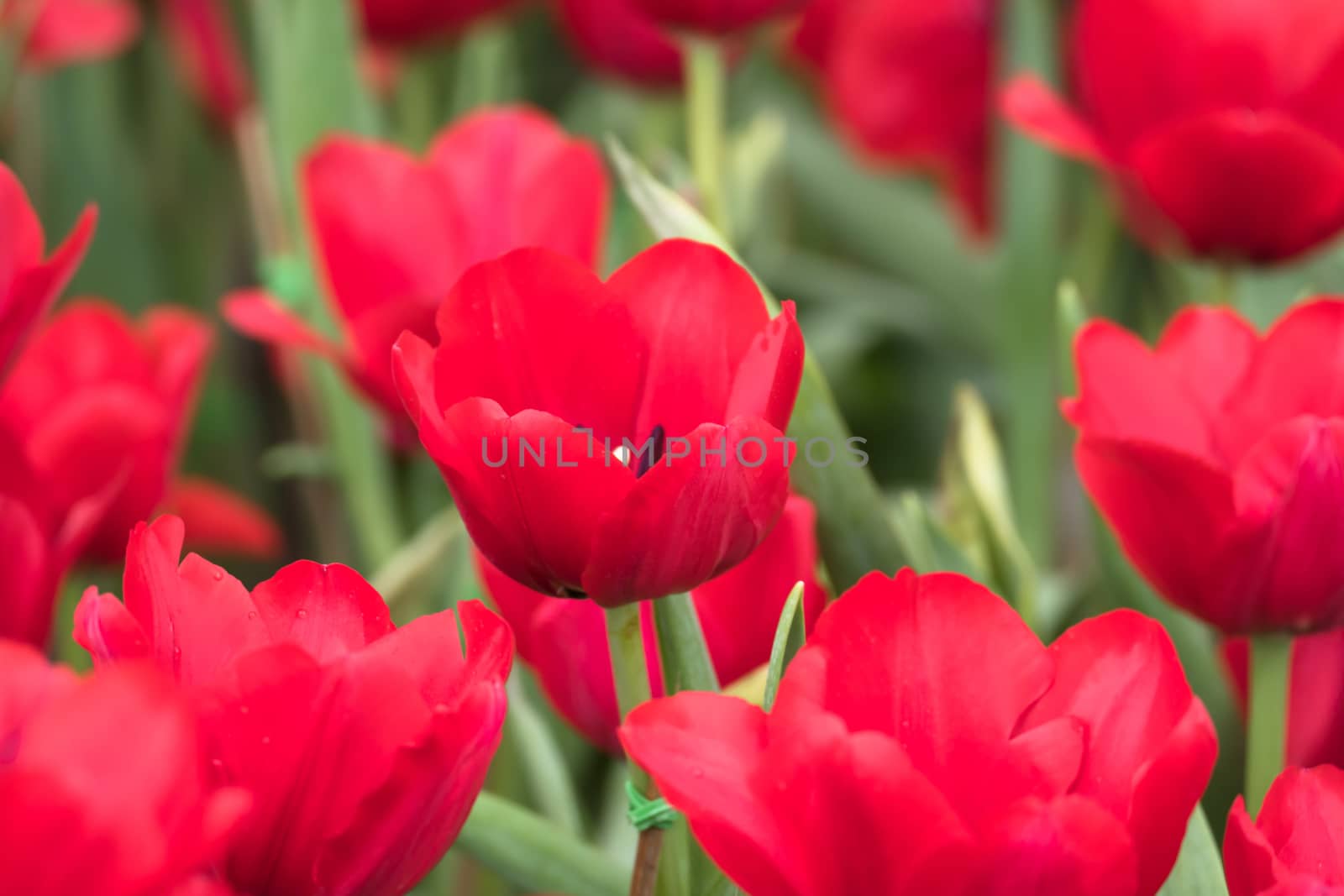 Tulip. Beautiful bouquet of tulips. colorful tulips. by teerawit