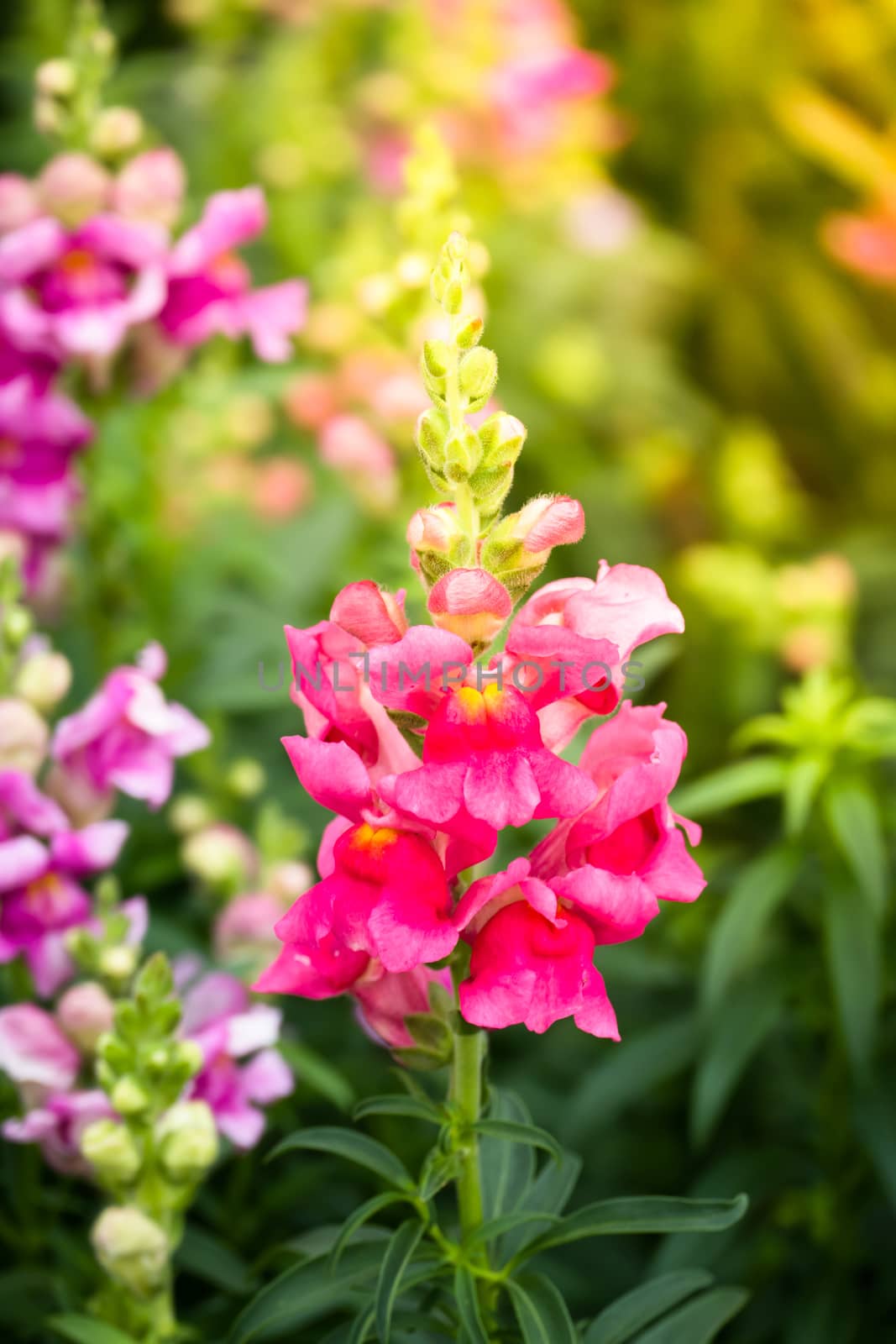 The background image of the colorful flowers by teerawit