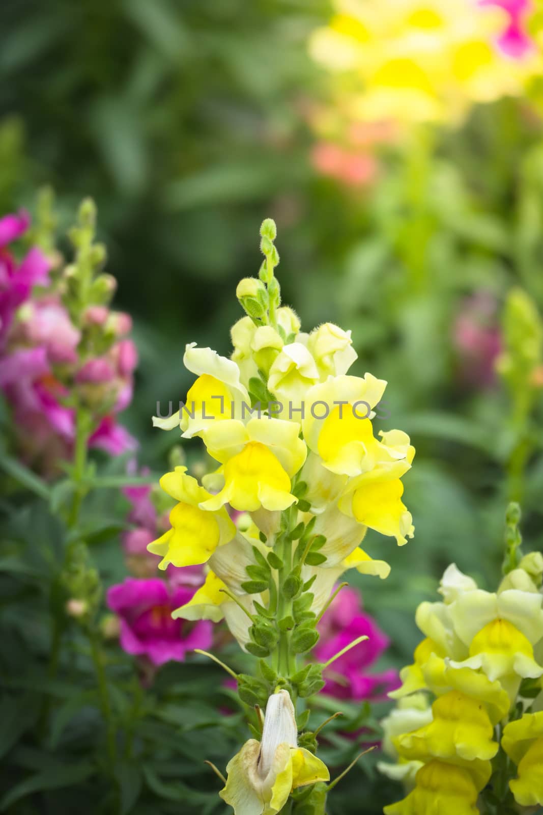 The background image of the colorful flowers, background nature