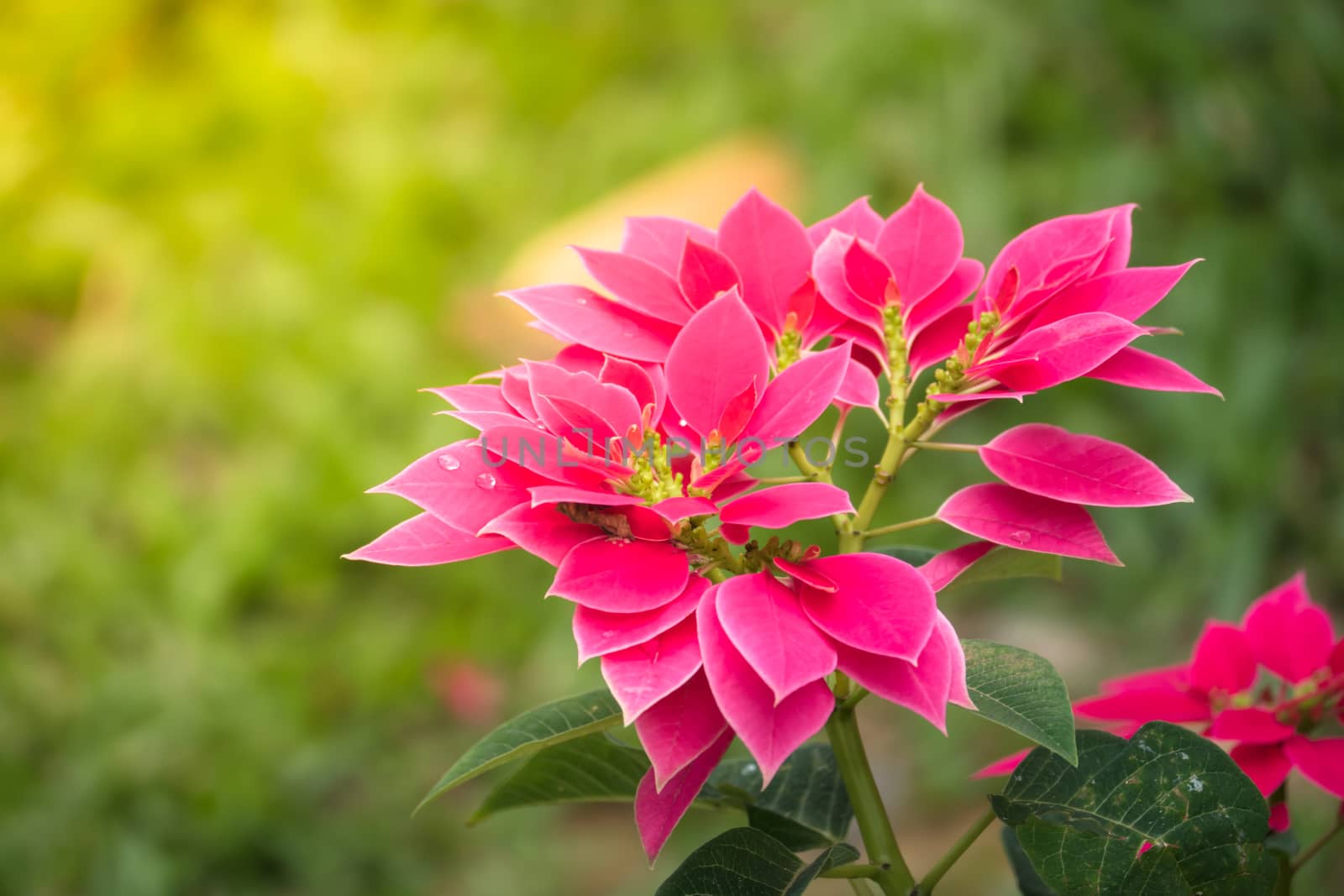 The background image of the colorful flowers by teerawit