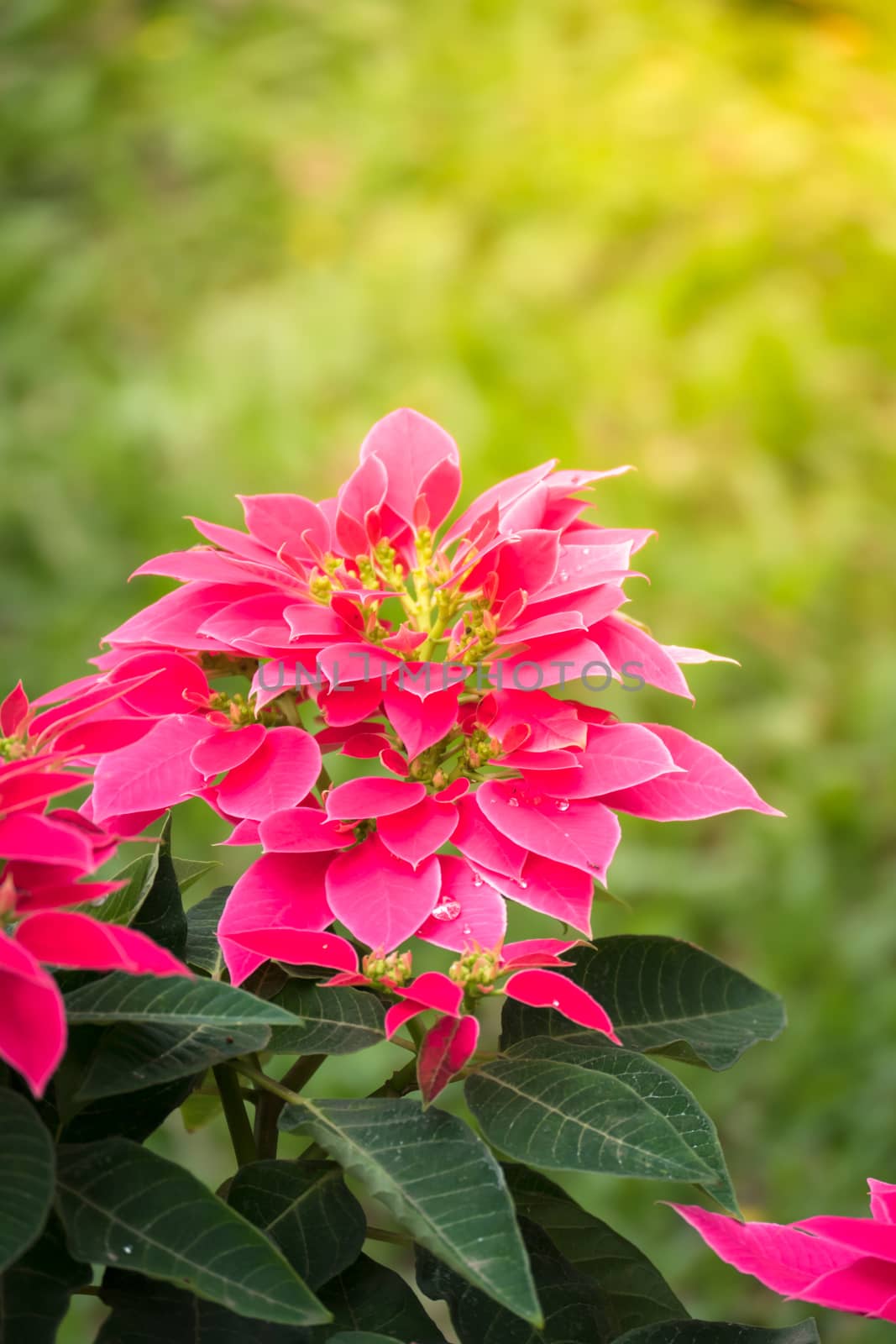 The background image of the colorful flowers, background nature