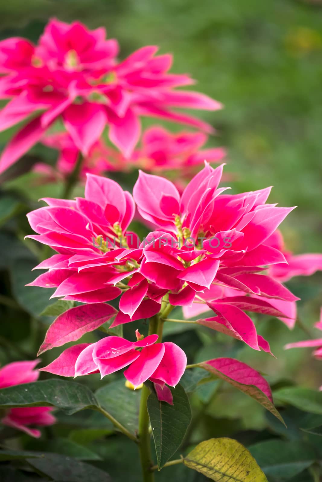 The background image of the colorful flowers, background nature