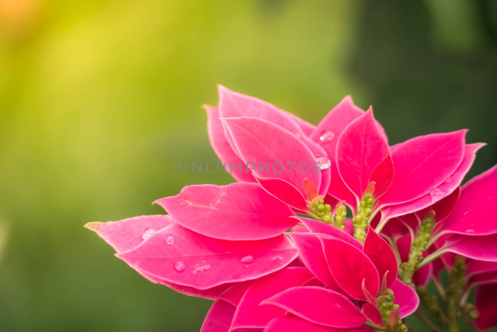 The background image of the colorful flowers by teerawit