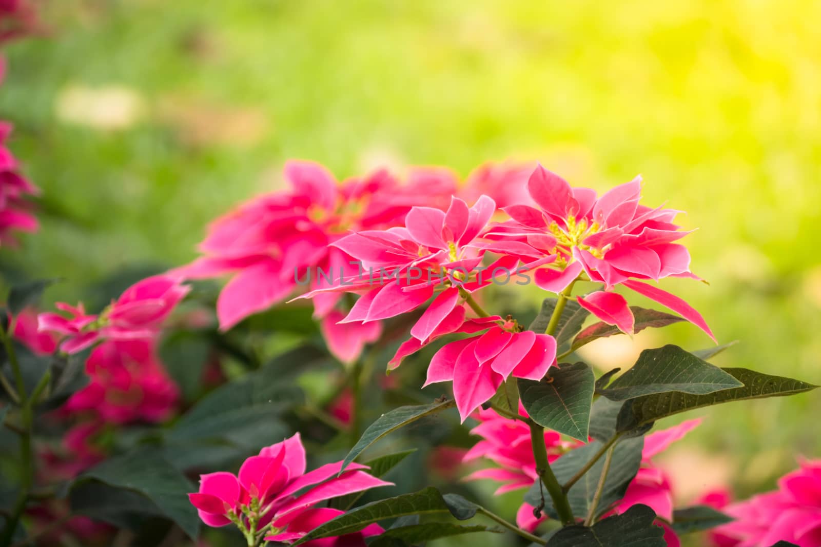 The background image of the colorful flowers, background nature