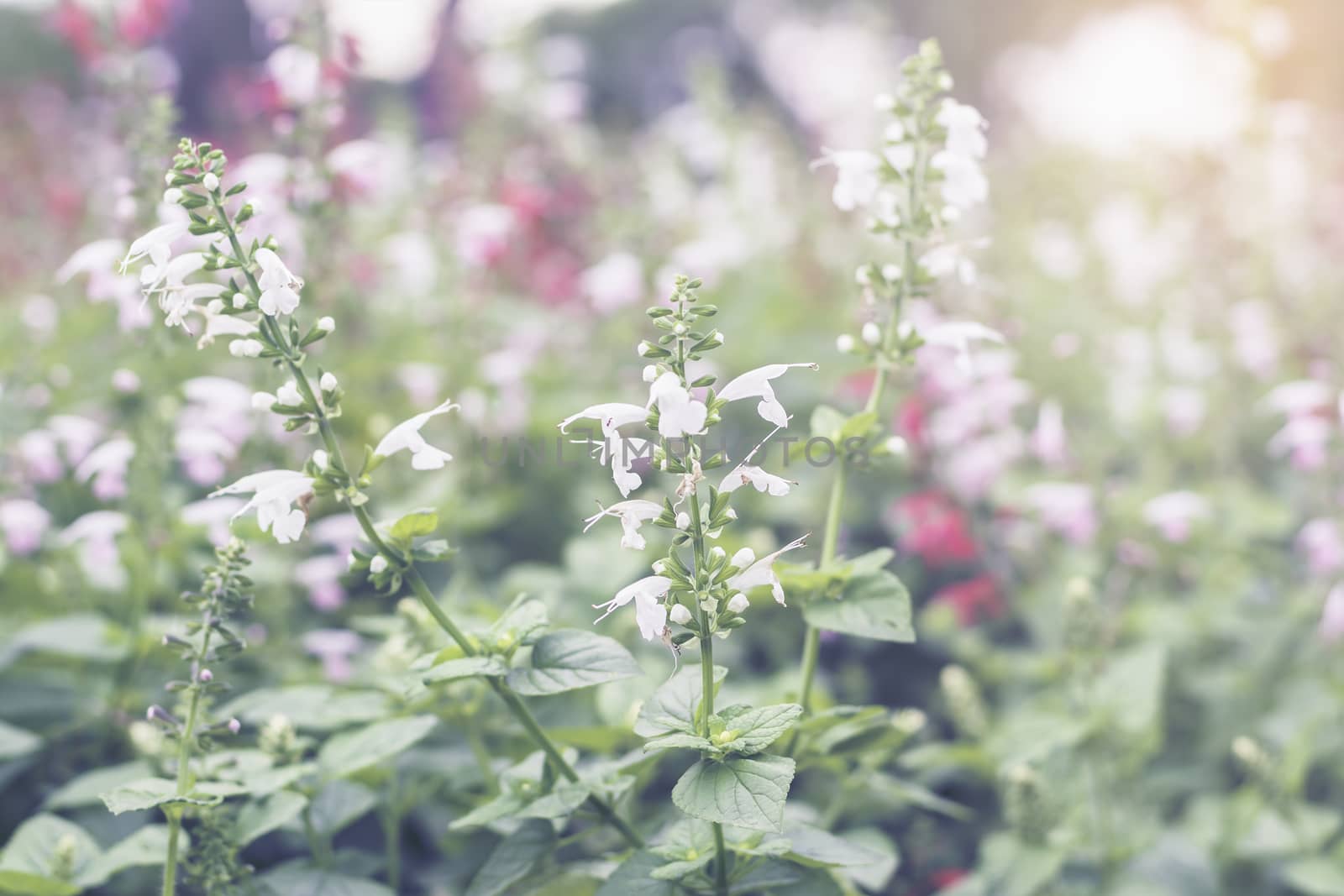 Selective focus flowers background. Amazing view of colorful flowering in the garden and green grass landscape at winter day