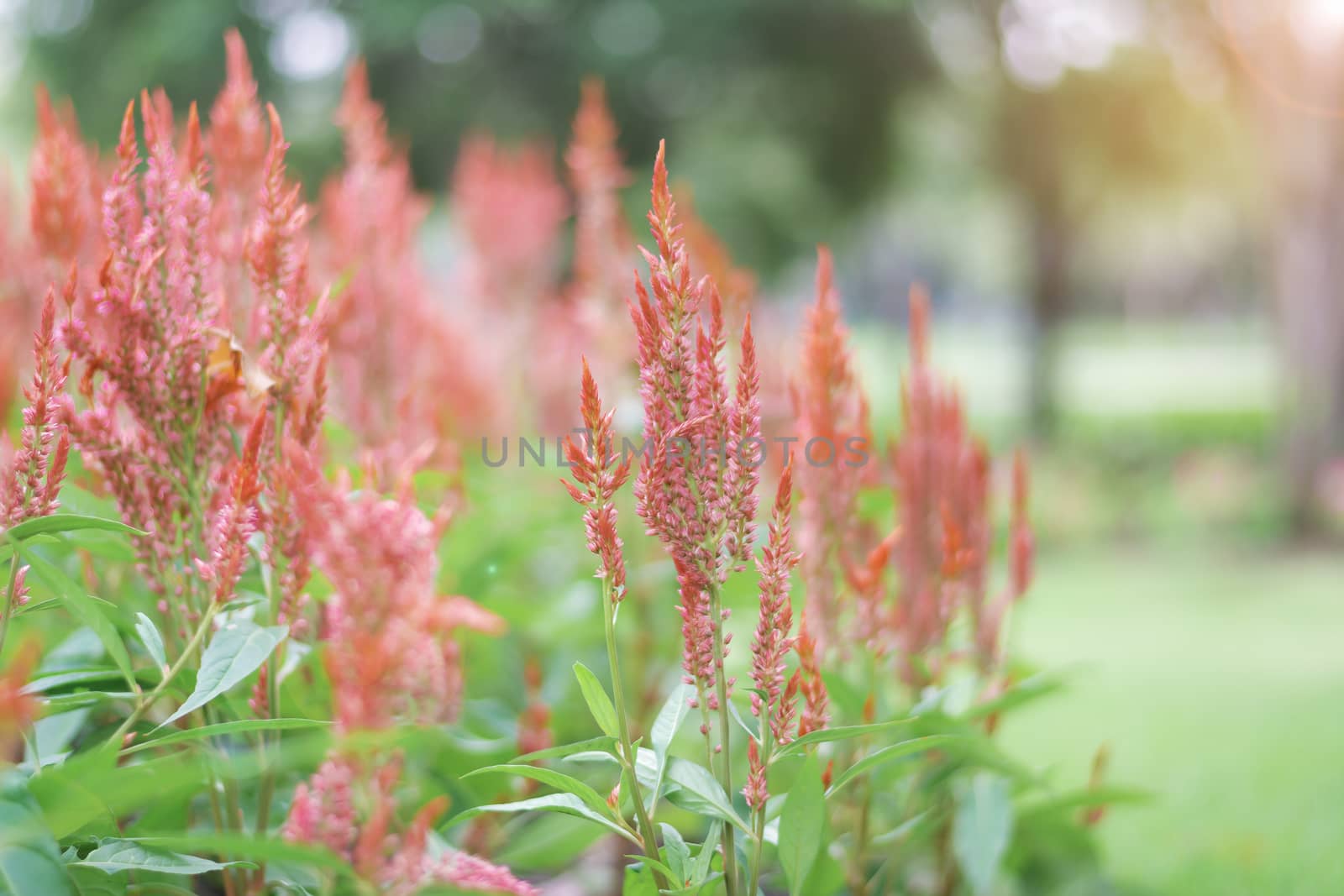 Selective focus flowers background. Amazing view of colorful  flowering in the garden and green grass landscape at winter day