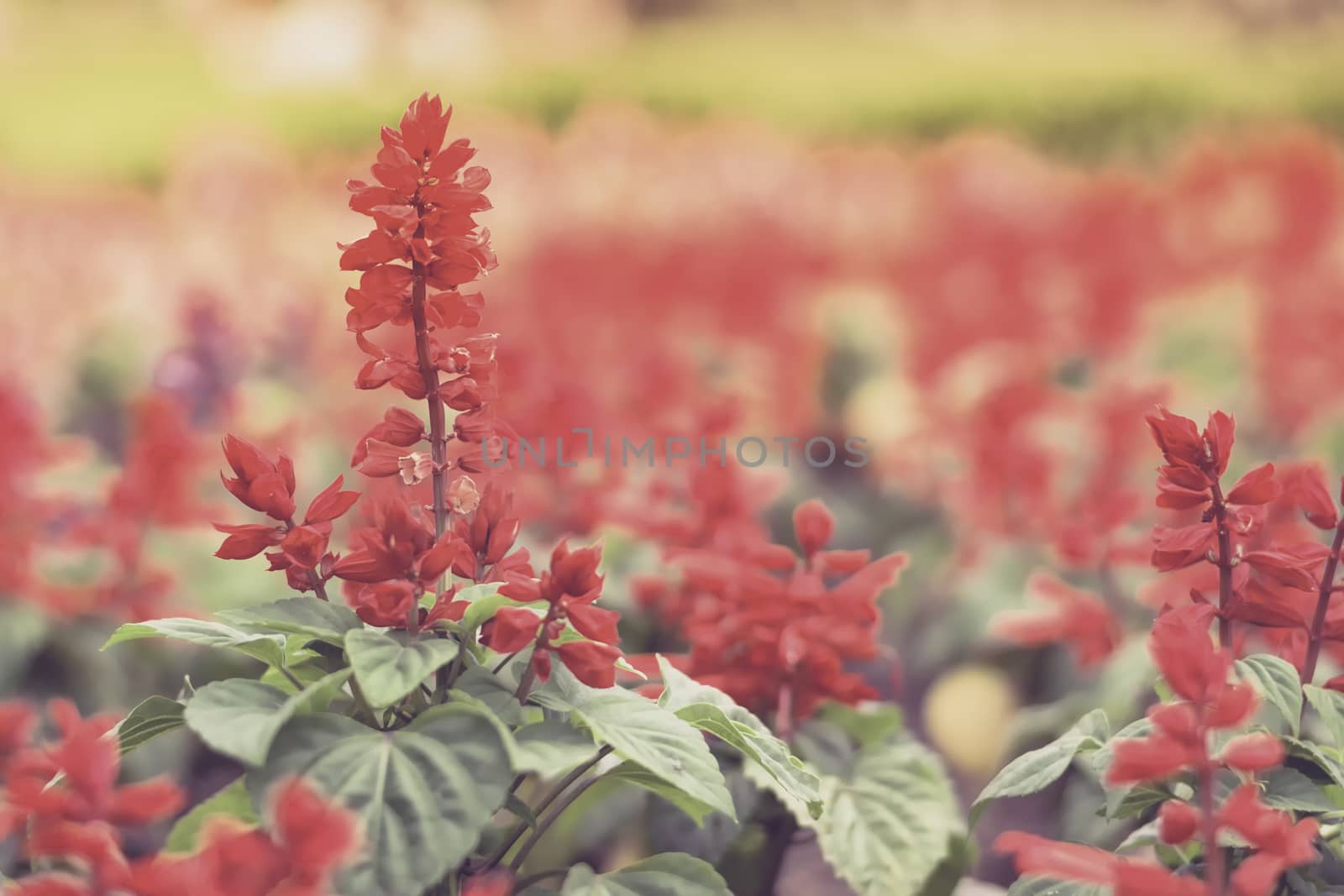 Selective focus flowers background. Amazing view of colorful  flowering in the garden and green grass landscape at winter day