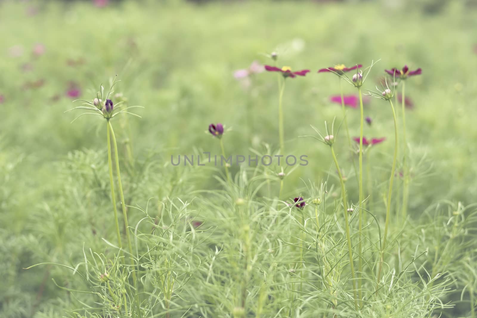 Selective focus flowers background. Amazing view of colorful flowering in the garden and green grass landscape at winter day