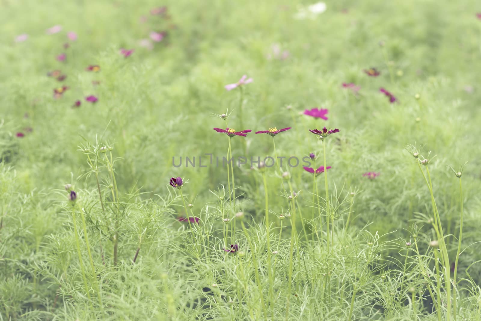 Selective focus flowers background. Amazing view of colorful flowering in the garden and green grass landscape at winter day