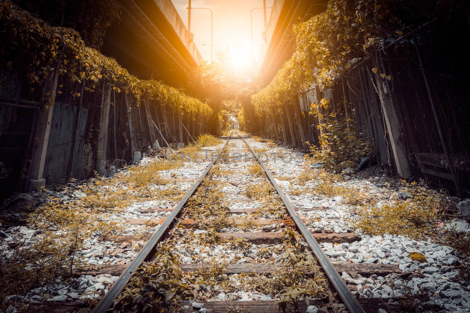 tree tunnel railway in city tone vintage