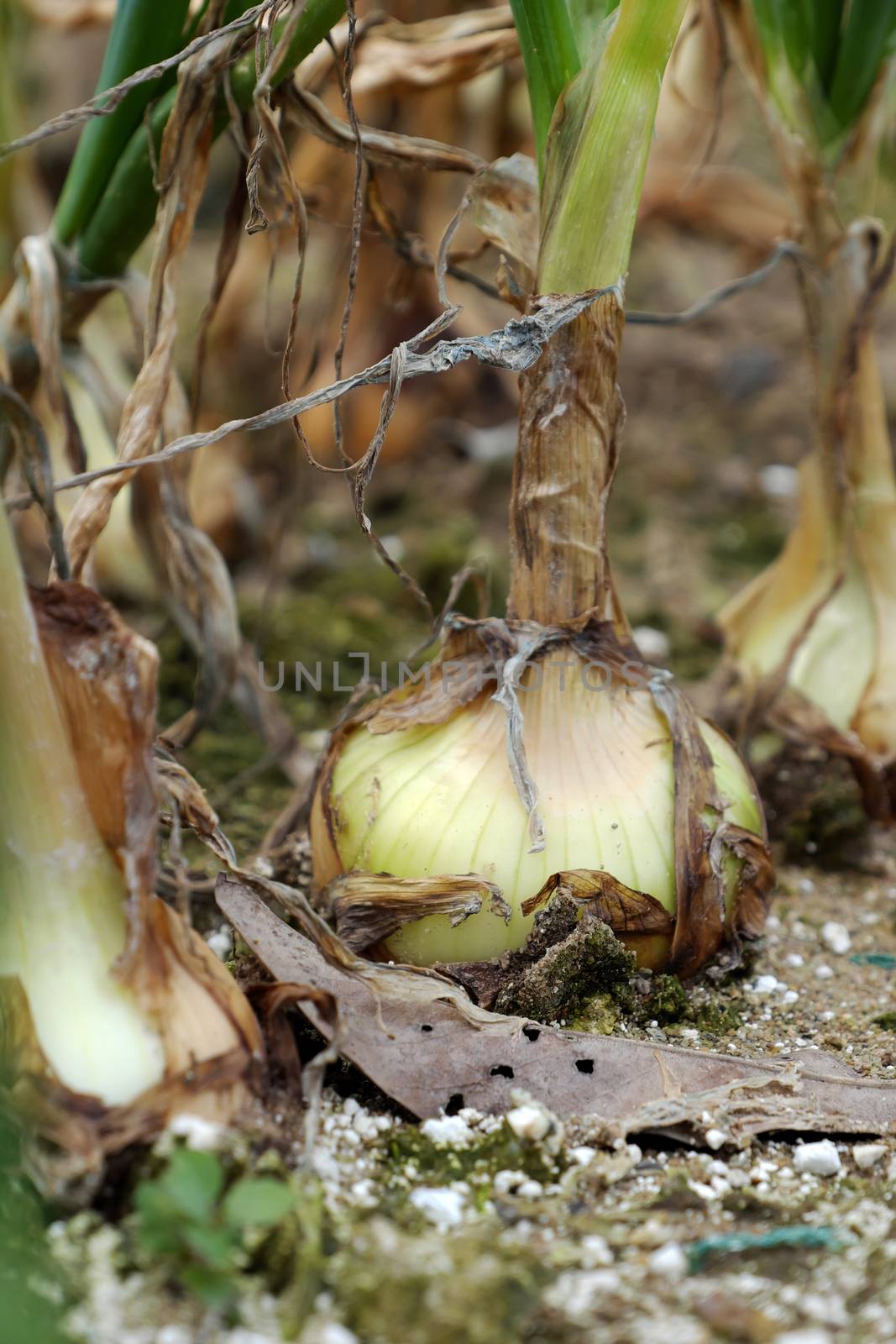 Onion farm at Duc Trong, Viet Nam, onions bulb ready to harvest for spring season, a popular agriculture product in Vietnam