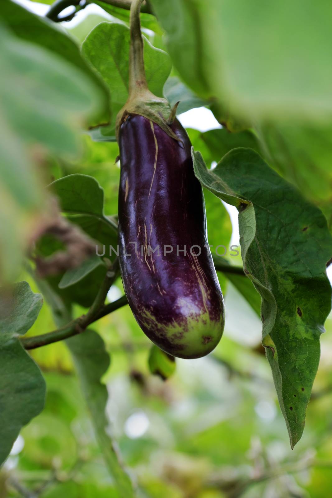 Eggplant plantation at Duc Trong, Viet Nam  ready to harvest for spring season, a popular agriculture product in Vietnam with violet long fruit 