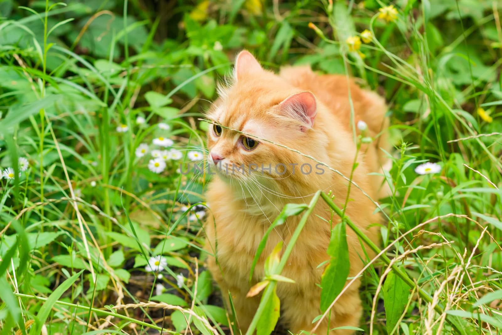 Carefully looking ginger cat in the woods among the tall grass and flowers