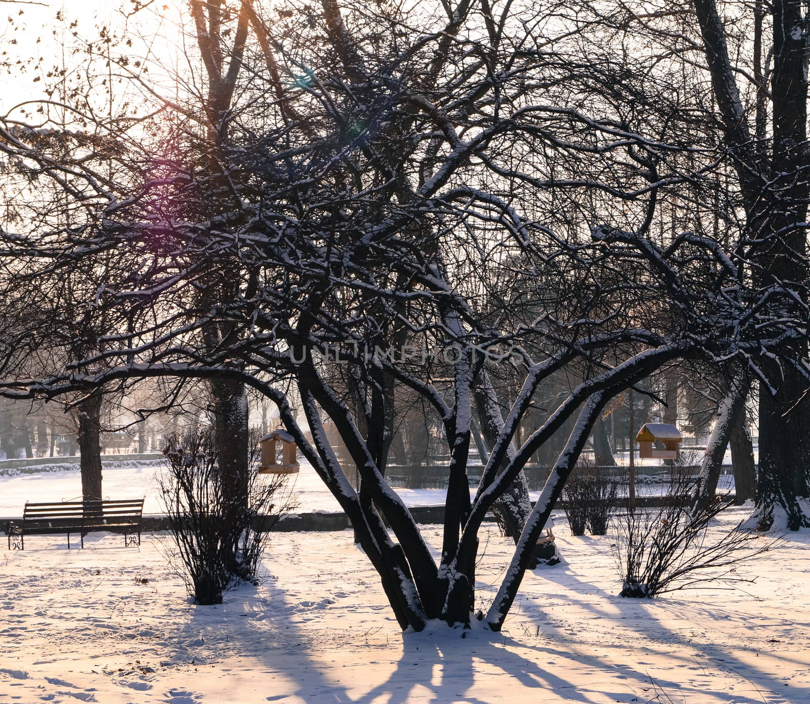 the bird feeder on the tree in the Park winter landscape