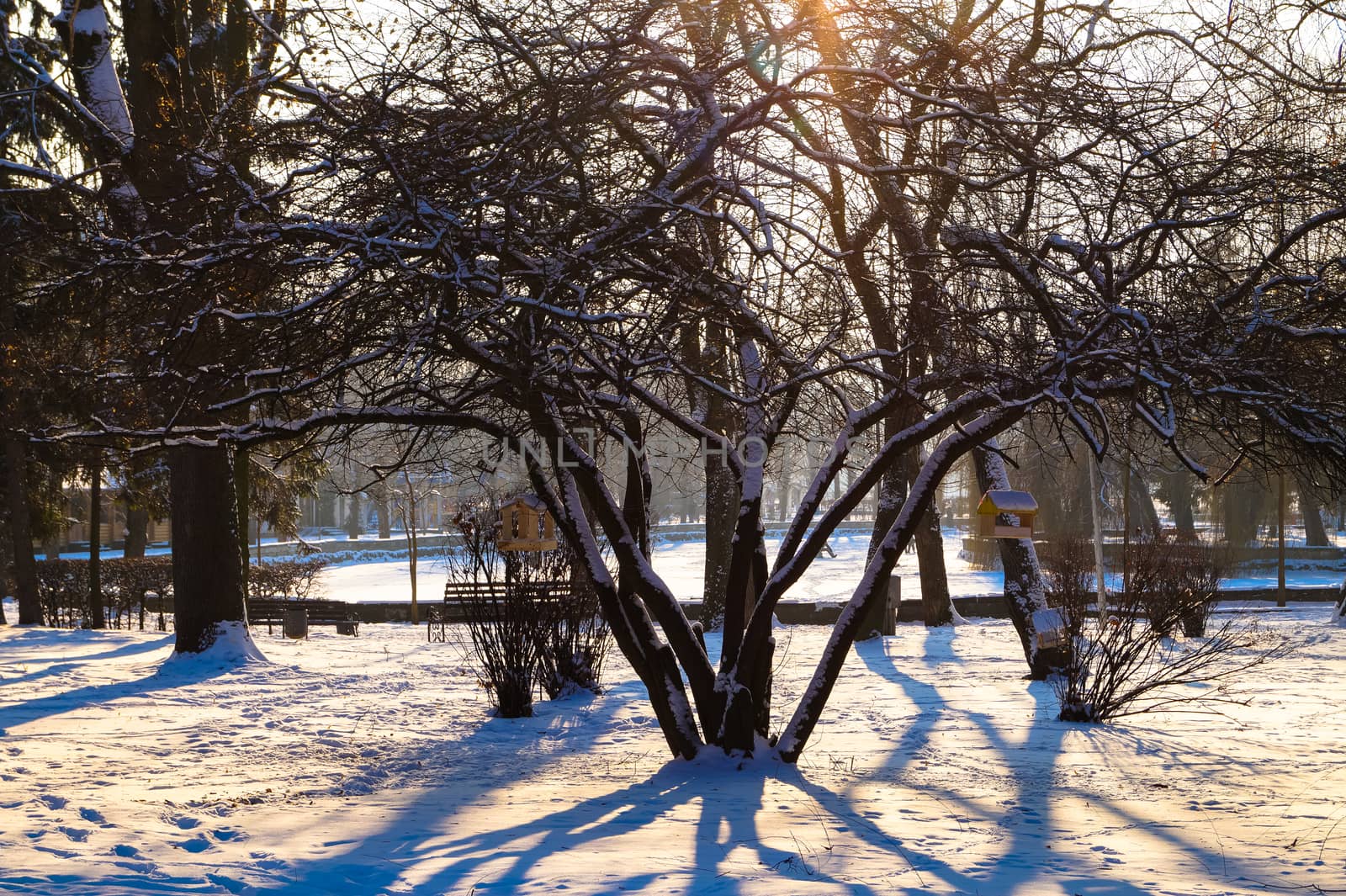 the bird feeder on the tree in the Park winter landscape by Oleczka11