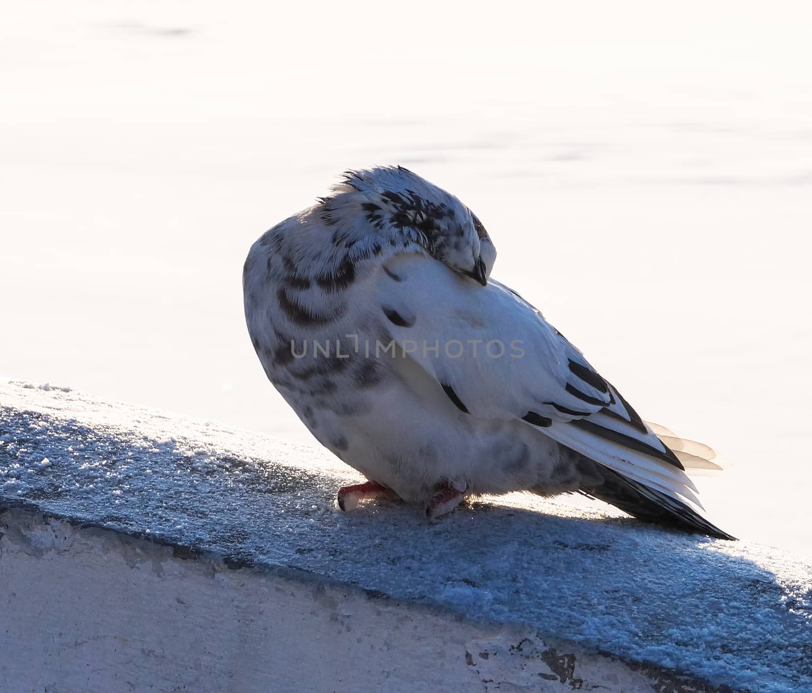 Animals in winter dove basks in the sun in Park by Oleczka11