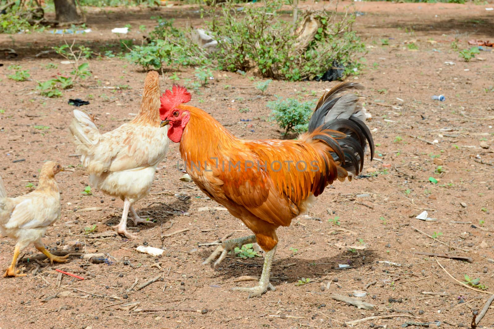 Rooster brown and black with a red crète, a chicken and a chicken