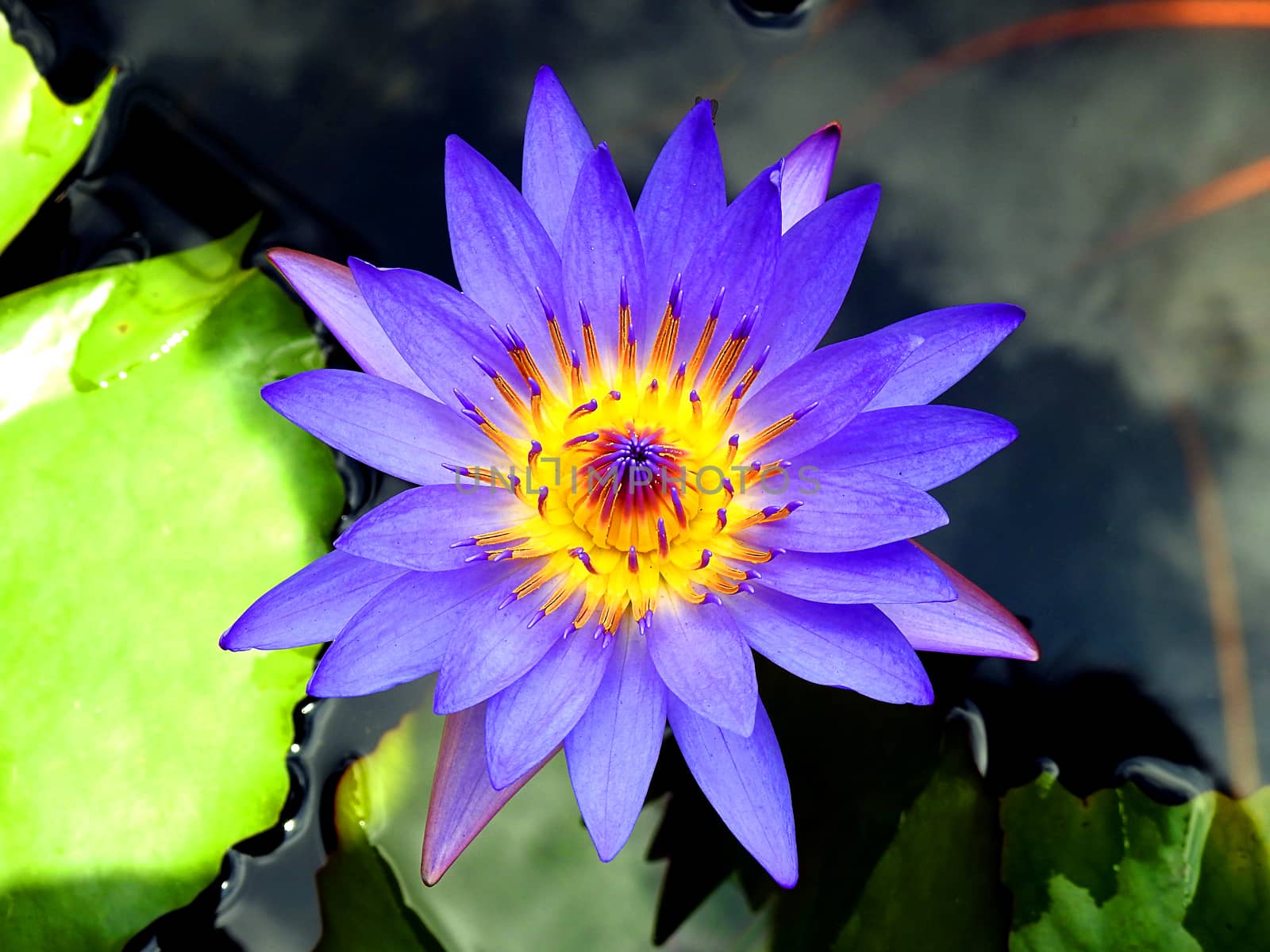 One purple lotus flower on swimming pool.