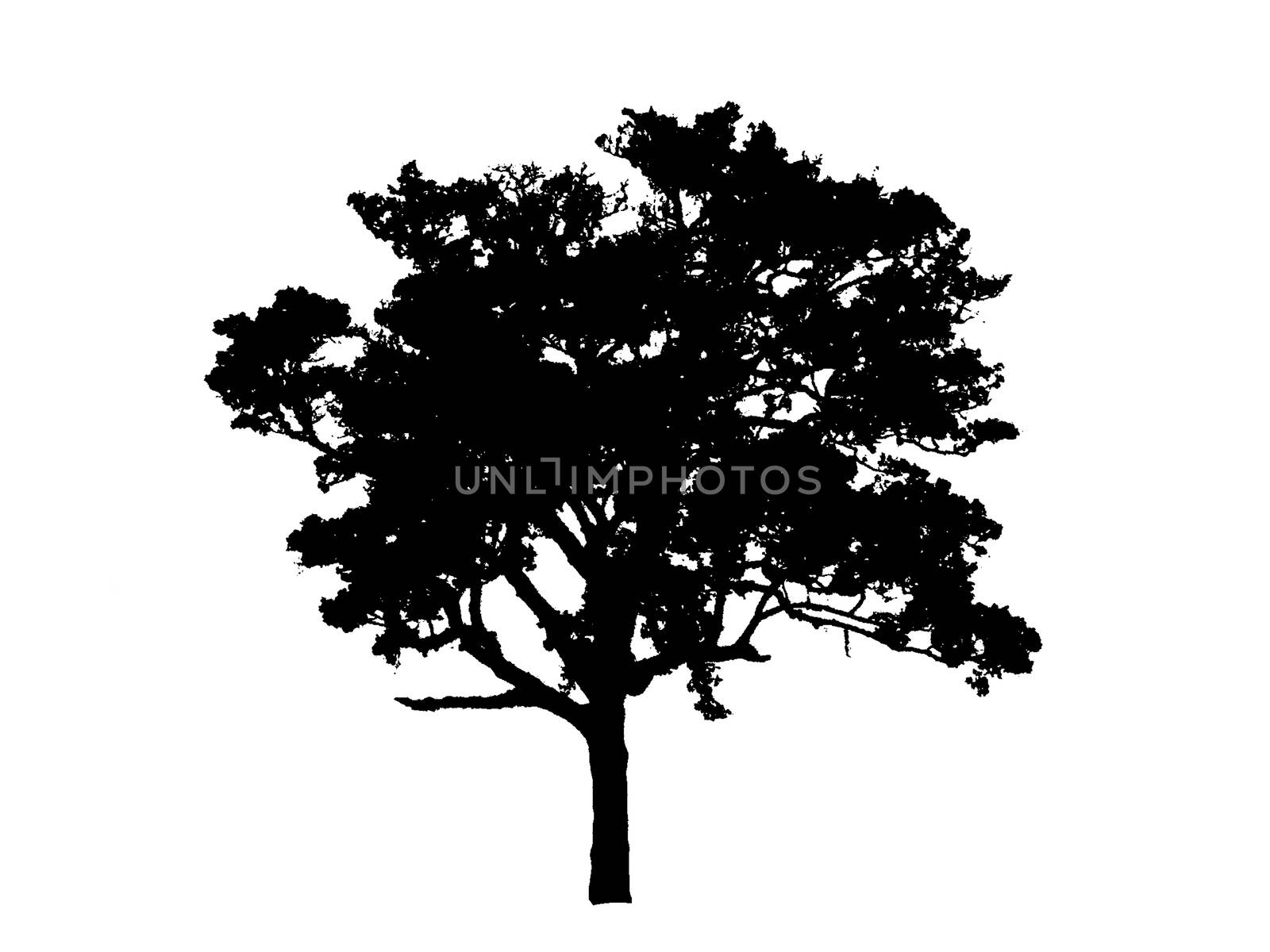 Tree black drawing in white background.