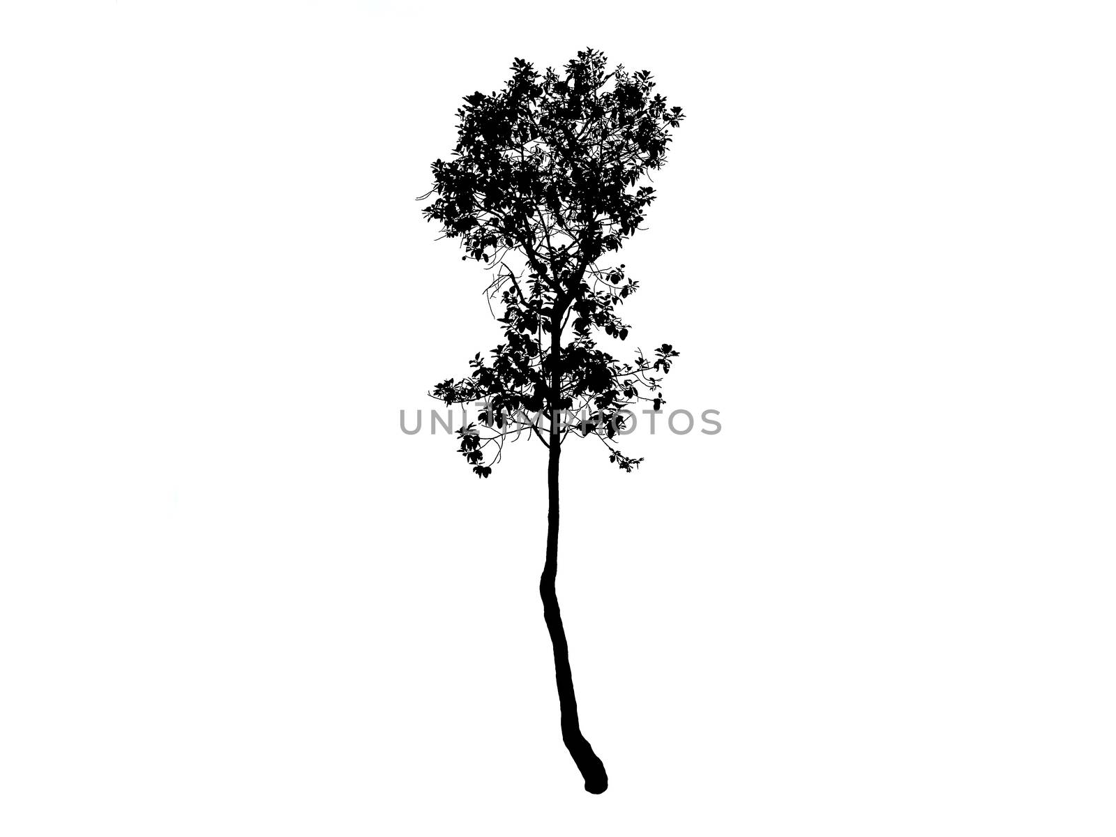 Tree black drawing in white background.