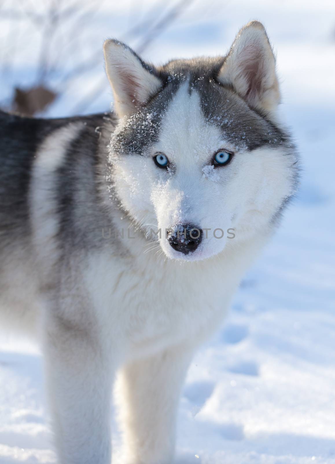 Husky puppy with blue eyes outdoors  by MegaArt