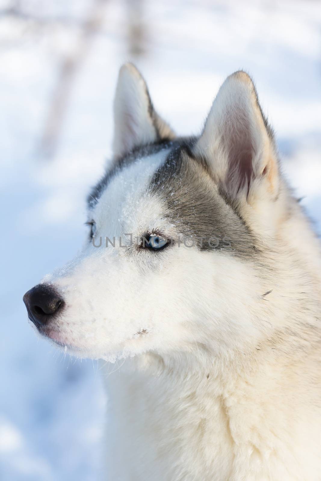 Husky puppy with blue eyes outdoors in winter