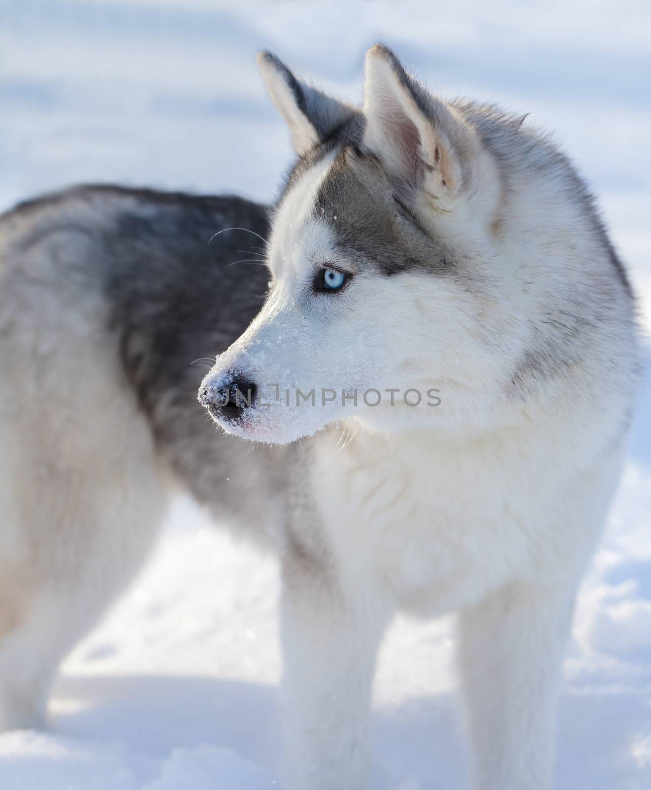 Husky puppy with blue eyes outdoors in winter