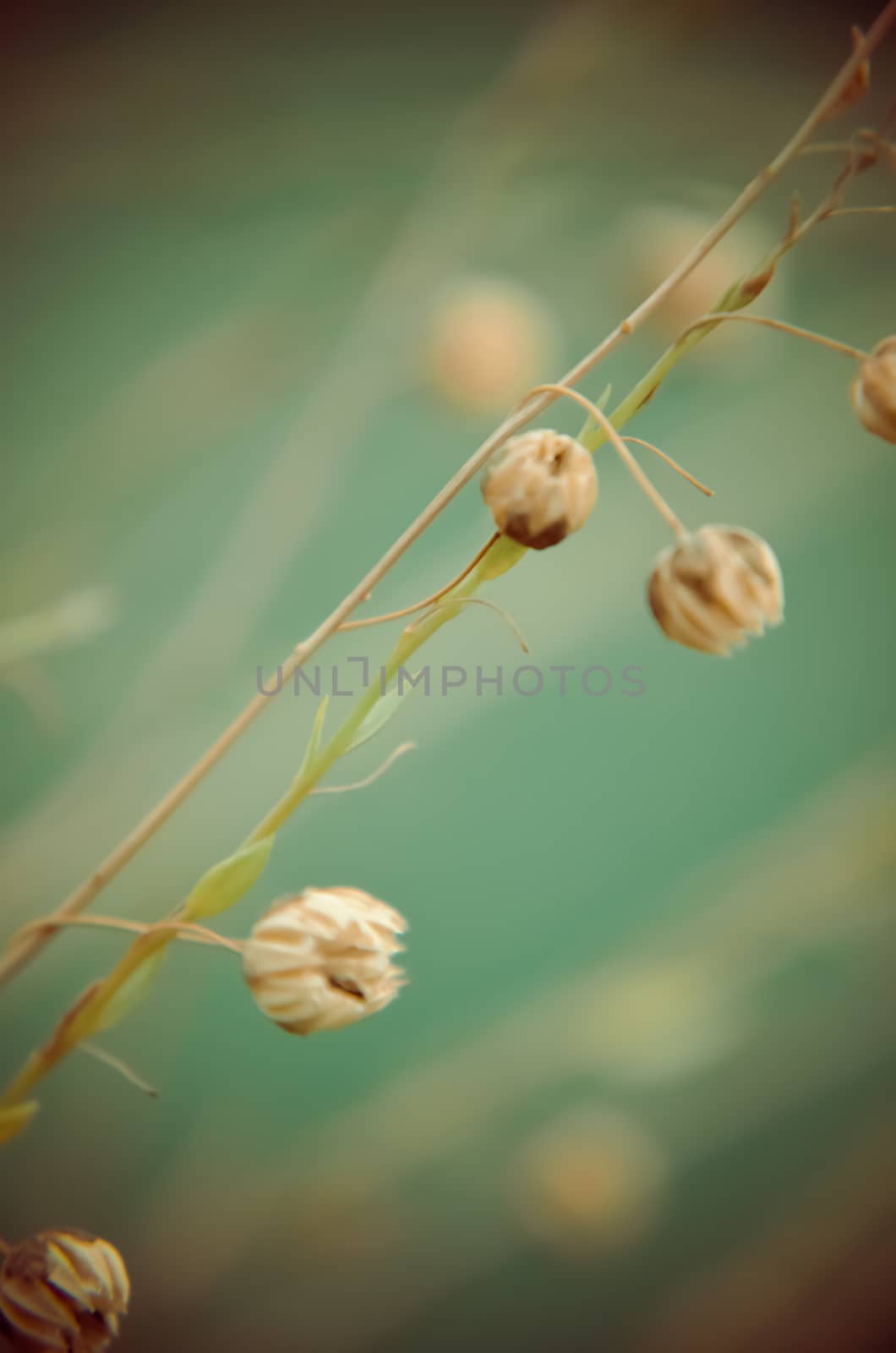 Vintage blurry photo of summer meadow by kimbo-bo