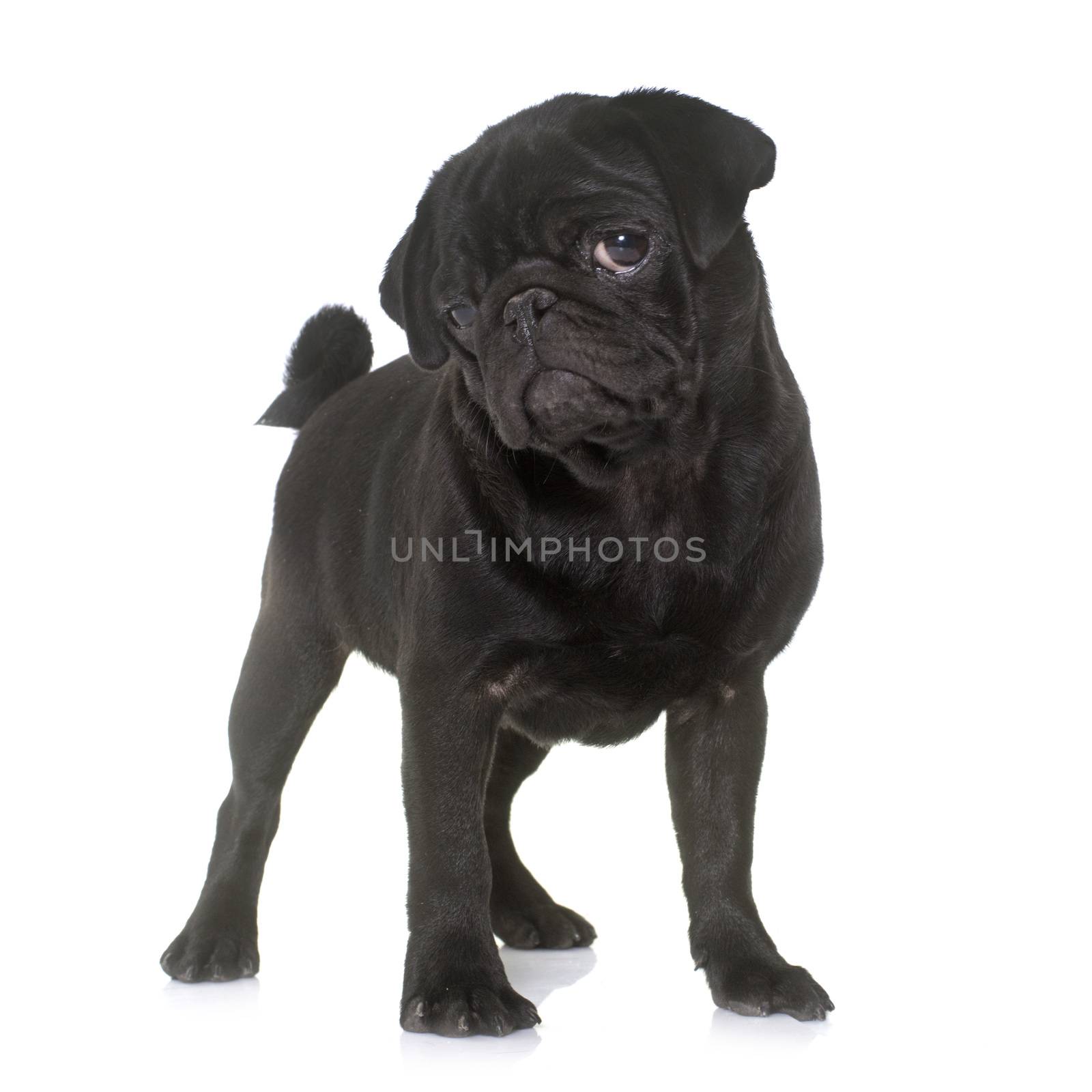 puppy black pug by cynoclub